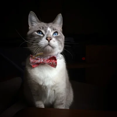 Adjustable Pet Dog Cat Bow Tie Neck Collar Pets