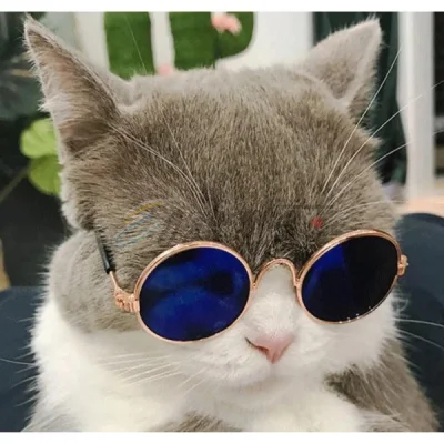 Cat-Sized Round Sunglasses